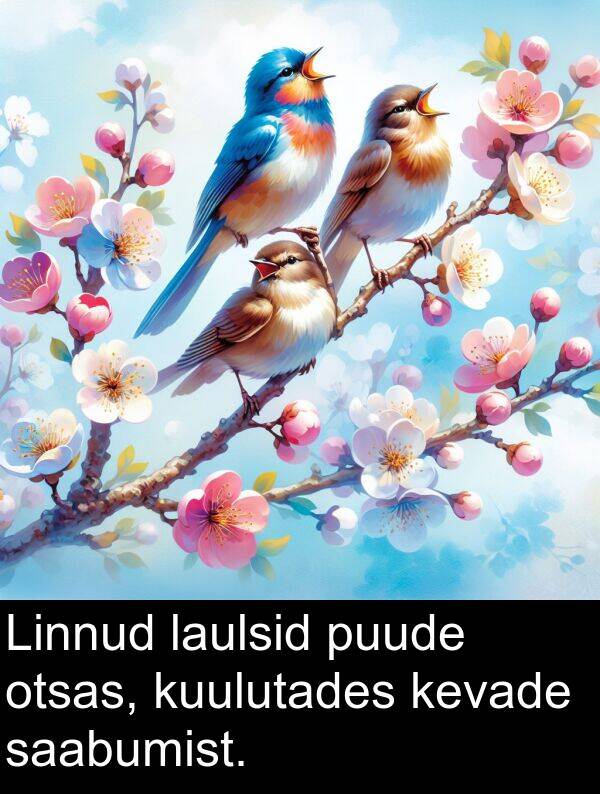 laulsid: Linnud laulsid puude otsas, kuulutades kevade saabumist.