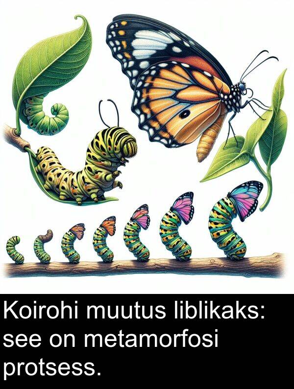 muutus: Koirohi muutus liblikaks: see on metamorfosi protsess.