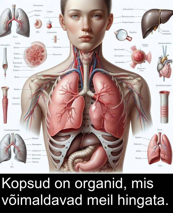 organid: Kopsud on organid, mis võimaldavad meil hingata.