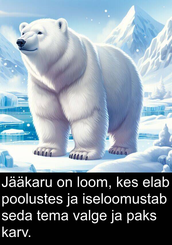 paks: Jääkaru on loom, kes elab poolustes ja iseloomustab seda tema valge ja paks karv.