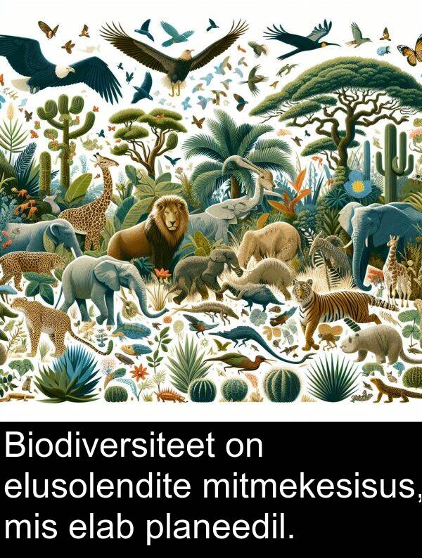 planeedil: Biodiversiteet on elusolendite mitmekesisus, mis elab planeedil.