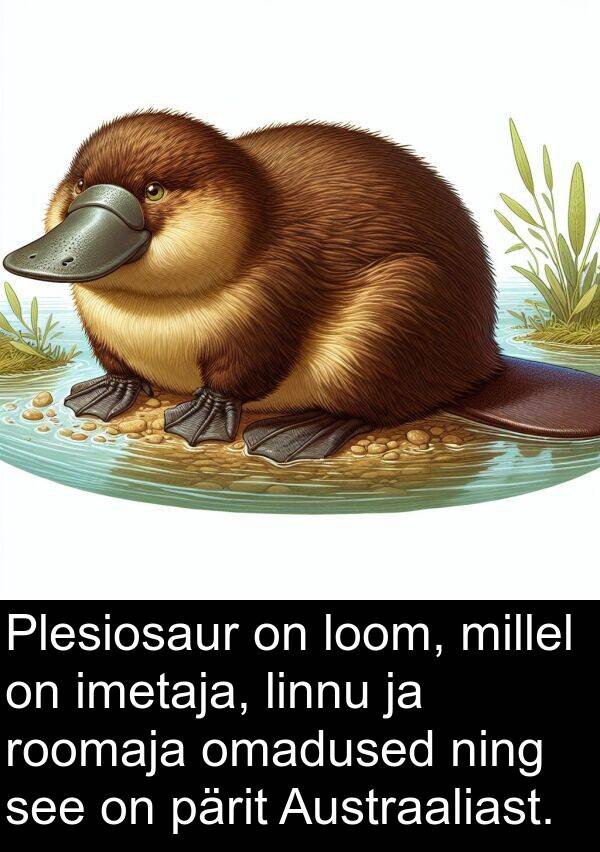 ning: Plesiosaur on loom, millel on imetaja, linnu ja roomaja omadused ning see on pärit Austraaliast.