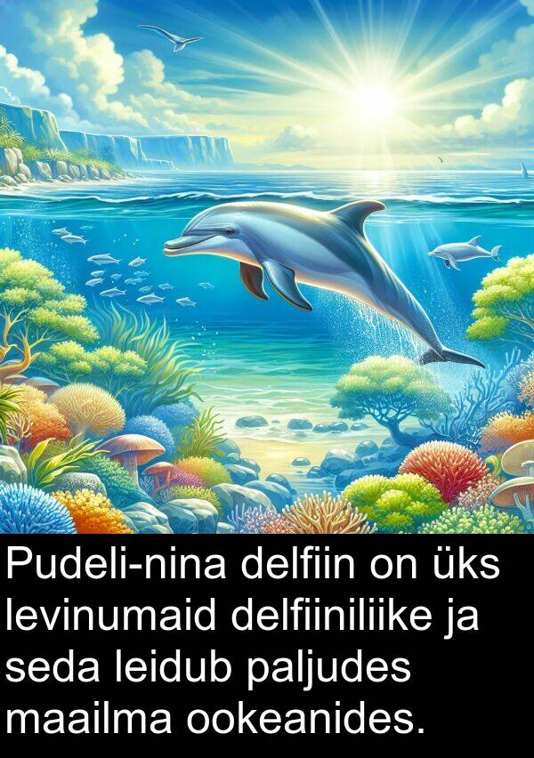 ookeanides: Pudeli-nina delfiin on üks levinumaid delfiiniliike ja seda leidub paljudes maailma ookeanides.