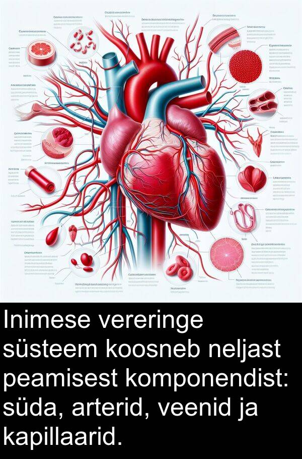 neljast: Inimese vereringe süsteem koosneb neljast peamisest komponendist: süda, arterid, veenid ja kapillaarid.