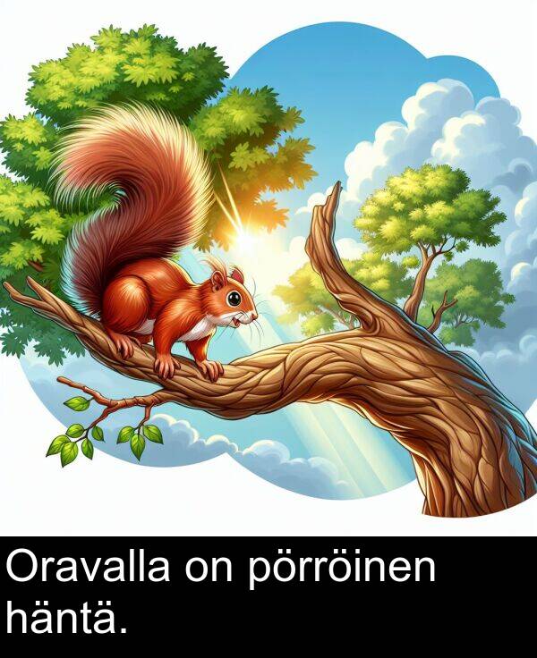 pörröinen: Oravalla on pörröinen häntä.