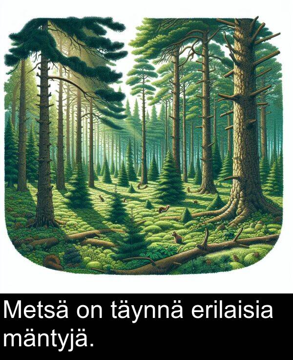 erilaisia: Metsä on täynnä erilaisia mäntyjä.