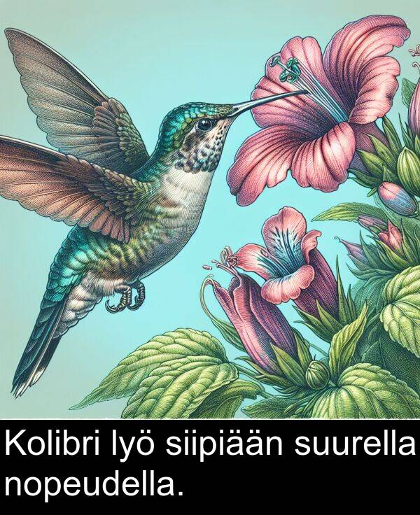 suurella: Kolibri lyö siipiään suurella nopeudella.