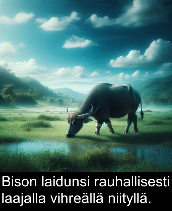 laajalla: Bison laidunsi rauhallisesti laajalla vihreällä niityllä.