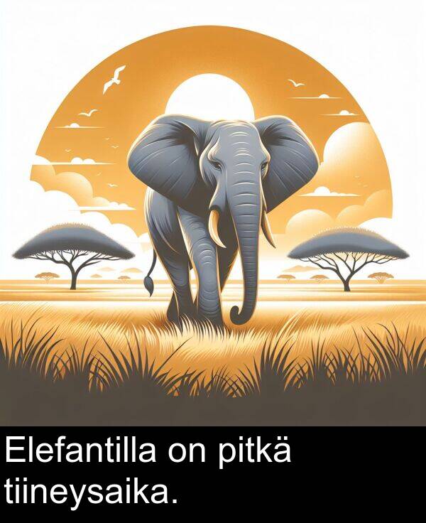 pitkä: Elefantilla on pitkä tiineysaika.