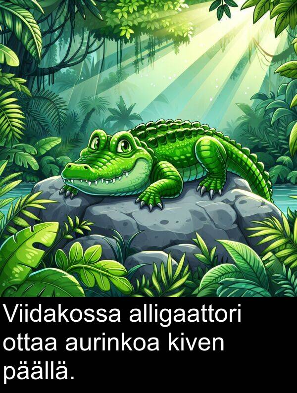 päällä: Viidakossa alligaattori ottaa aurinkoa kiven päällä.