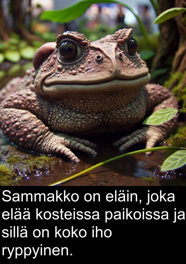 elää: Sammakko on eläin, joka elää kosteissa paikoissa ja sillä on koko iho ryppyinen.