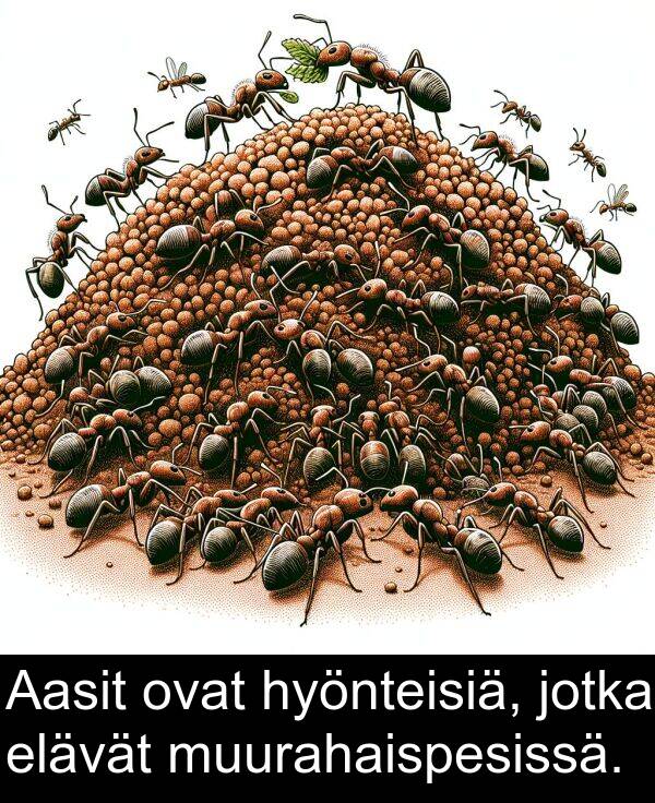 ovat: Aasit ovat hyönteisiä, jotka elävät muurahaispesissä.