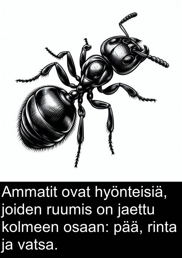 pää: Ammatit ovat hyönteisiä, joiden ruumis on jaettu kolmeen osaan: pää, rinta ja vatsa.