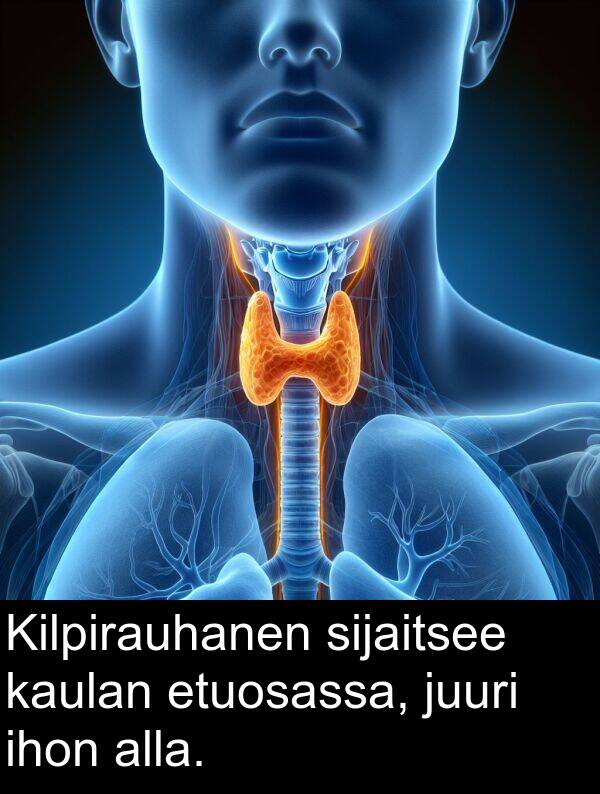 etuosassa: Kilpirauhanen sijaitsee kaulan etuosassa, juuri ihon alla.