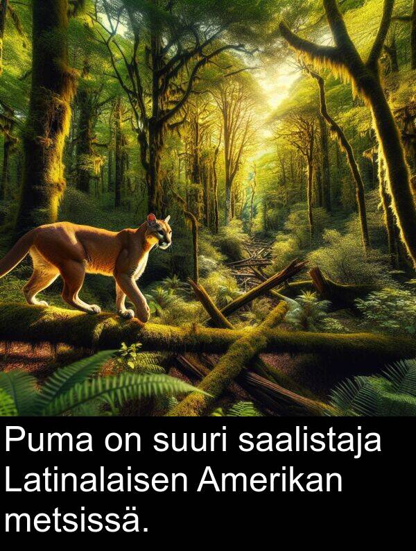 saalistaja: Puma on suuri saalistaja Latinalaisen Amerikan metsissä.