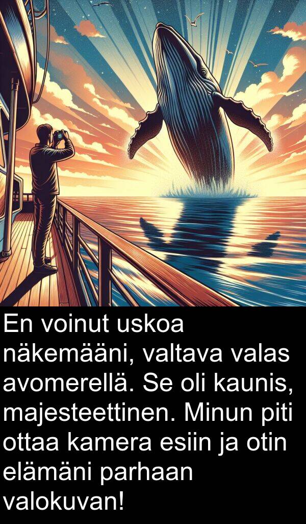 näkemääni: En voinut uskoa näkemääni, valtava valas avomerellä. Se oli kaunis, majesteettinen. Minun piti ottaa kamera esiin ja otin elämäni parhaan valokuvan!