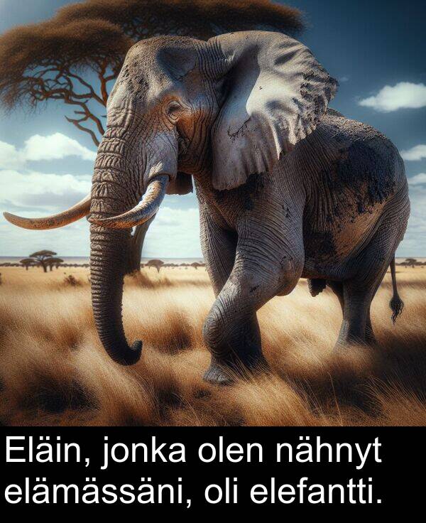 nähnyt: Eläin, jonka olen nähnyt elämässäni, oli elefantti.