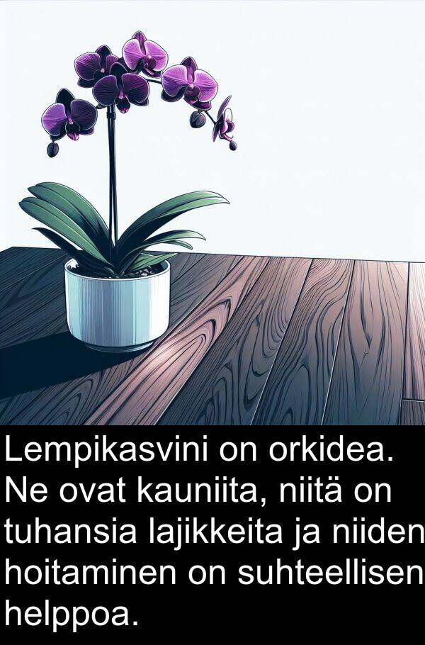 suhteellisen: Lempikasvini on orkidea. Ne ovat kauniita, niitä on tuhansia lajikkeita ja niiden hoitaminen on suhteellisen helppoa.