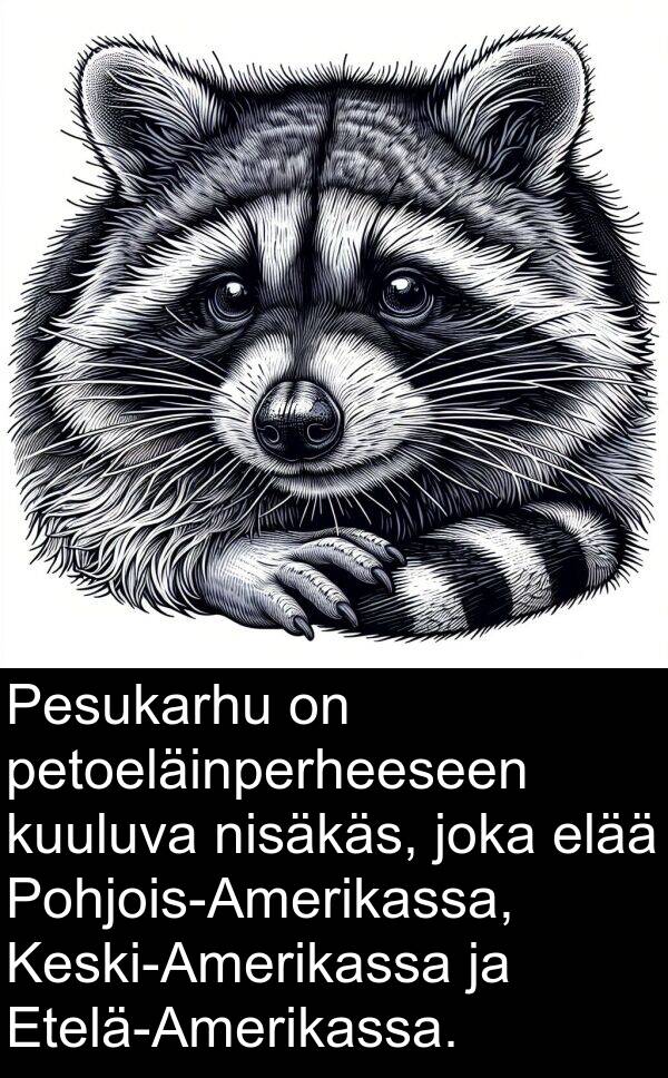 elää: Pesukarhu on petoeläinperheeseen kuuluva nisäkäs, joka elää Pohjois-Amerikassa, Keski-Amerikassa ja Etelä-Amerikassa.