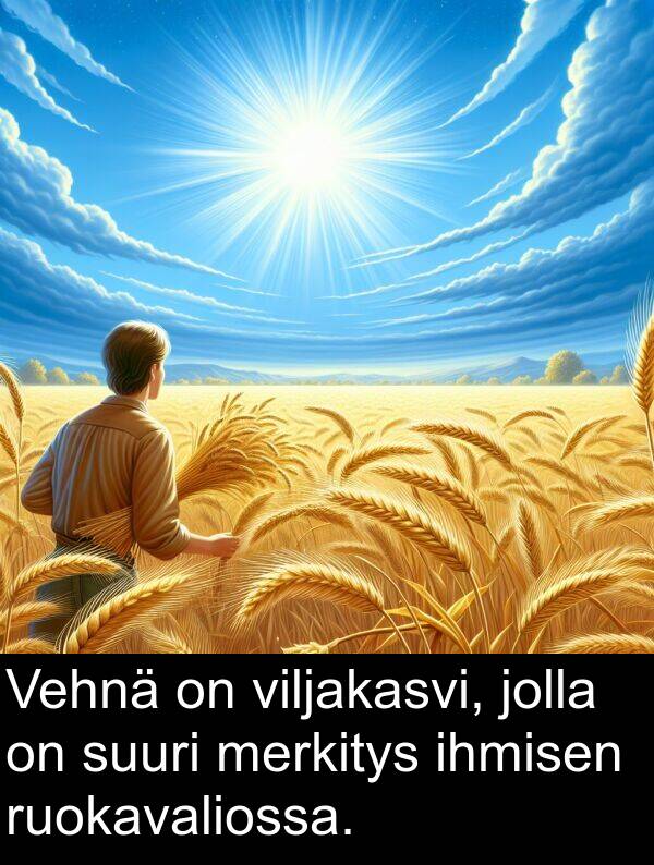 suuri: Vehnä on viljakasvi, jolla on suuri merkitys ihmisen ruokavaliossa.