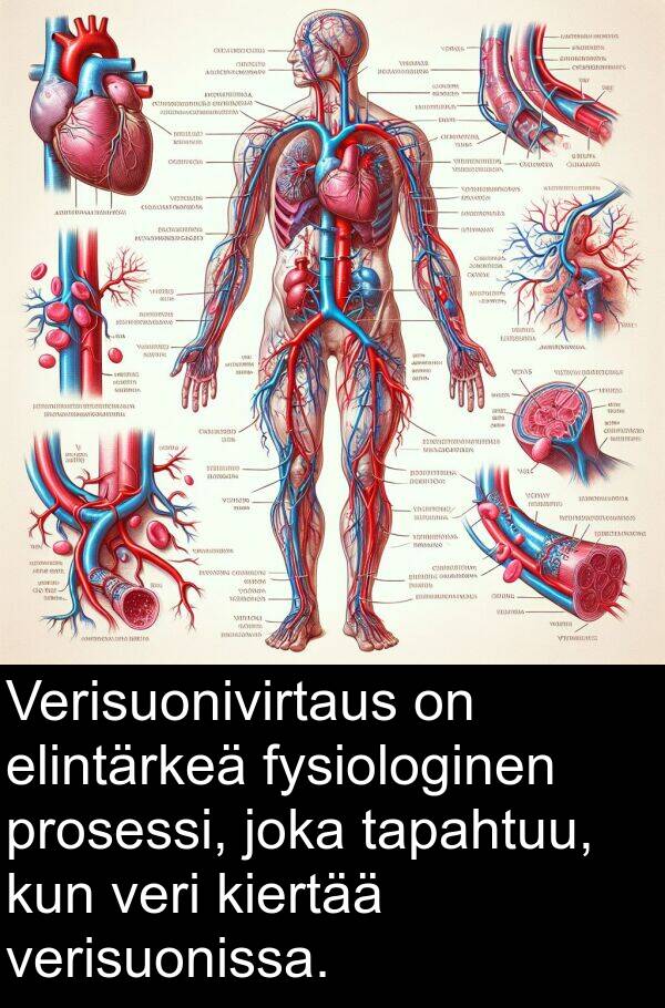 veri: Verisuonivirtaus on elintärkeä fysiologinen prosessi, joka tapahtuu, kun veri kiertää verisuonissa.