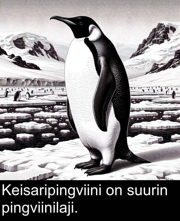 suurin: Keisaripingviini on suurin pingviinilaji.