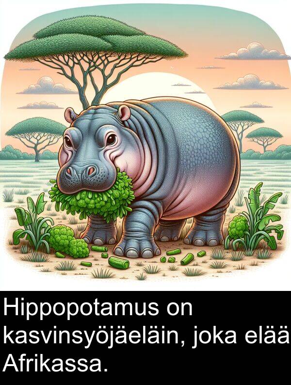 elää: Hippopotamus on kasvinsyöjäeläin, joka elää Afrikassa.