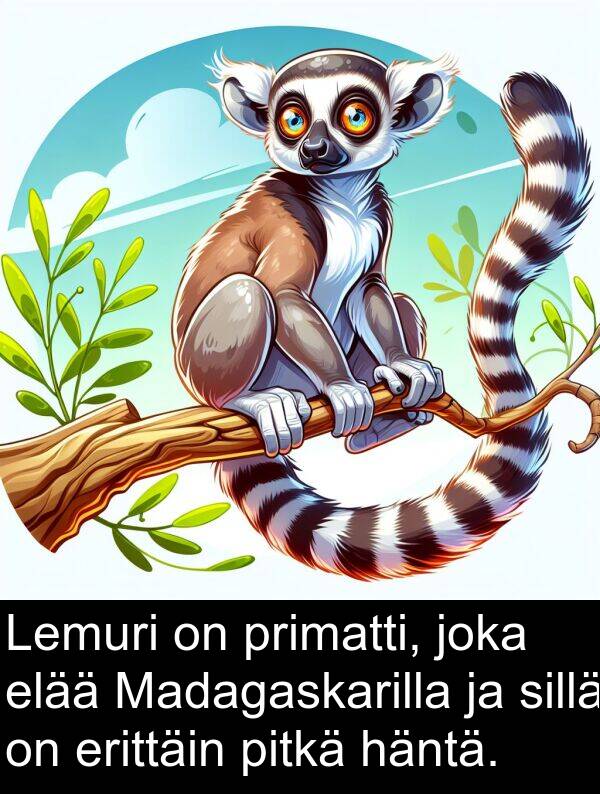 elää: Lemuri on primatti, joka elää Madagaskarilla ja sillä on erittäin pitkä häntä.