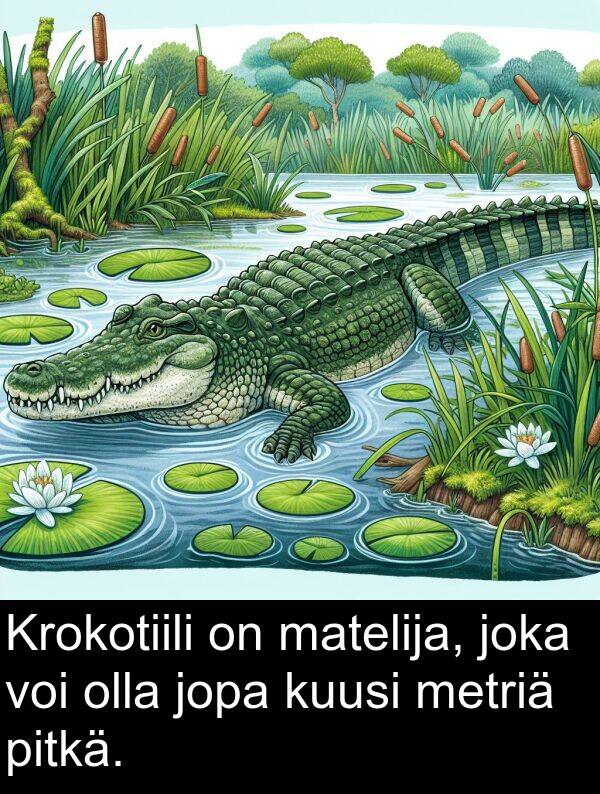 voi: Krokotiili on matelija, joka voi olla jopa kuusi metriä pitkä.