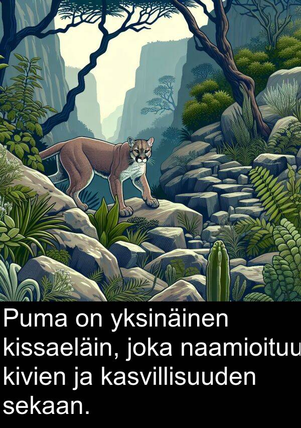 naamioituu: Puma on yksinäinen kissaeläin, joka naamioituu kivien ja kasvillisuuden sekaan.