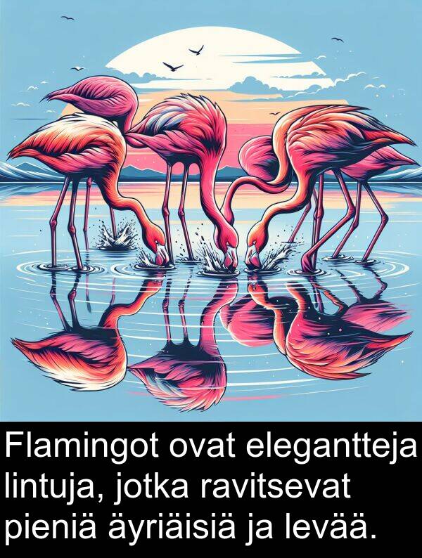 elegantteja: Flamingot ovat elegantteja lintuja, jotka ravitsevat pieniä äyriäisiä ja levää.