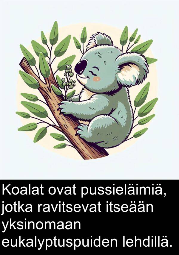 eukalyptuspuiden: Koalat ovat pussieläimiä, jotka ravitsevat itseään yksinomaan eukalyptuspuiden lehdillä.