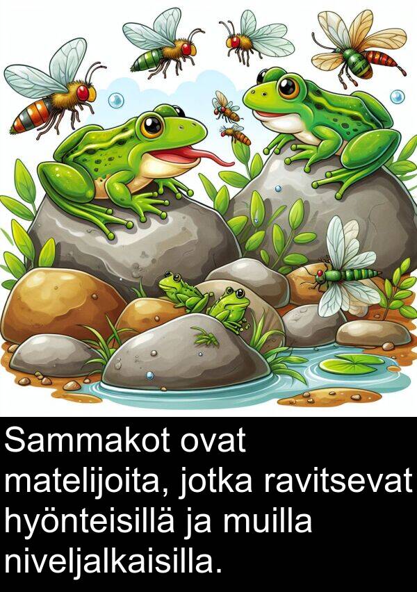 ravitsevat: Sammakot ovat matelijoita, jotka ravitsevat hyönteisillä ja muilla niveljalkaisilla.