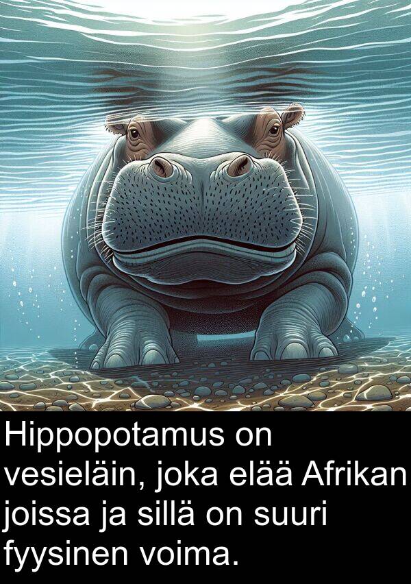 vesieläin: Hippopotamus on vesieläin, joka elää Afrikan joissa ja sillä on suuri fyysinen voima.