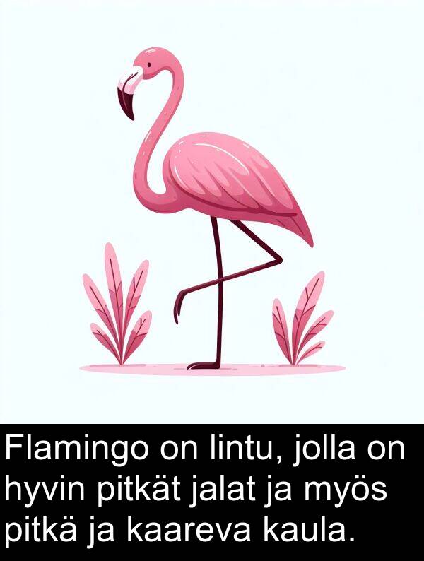 jalat: Flamingo on lintu, jolla on hyvin pitkät jalat ja myös pitkä ja kaareva kaula.