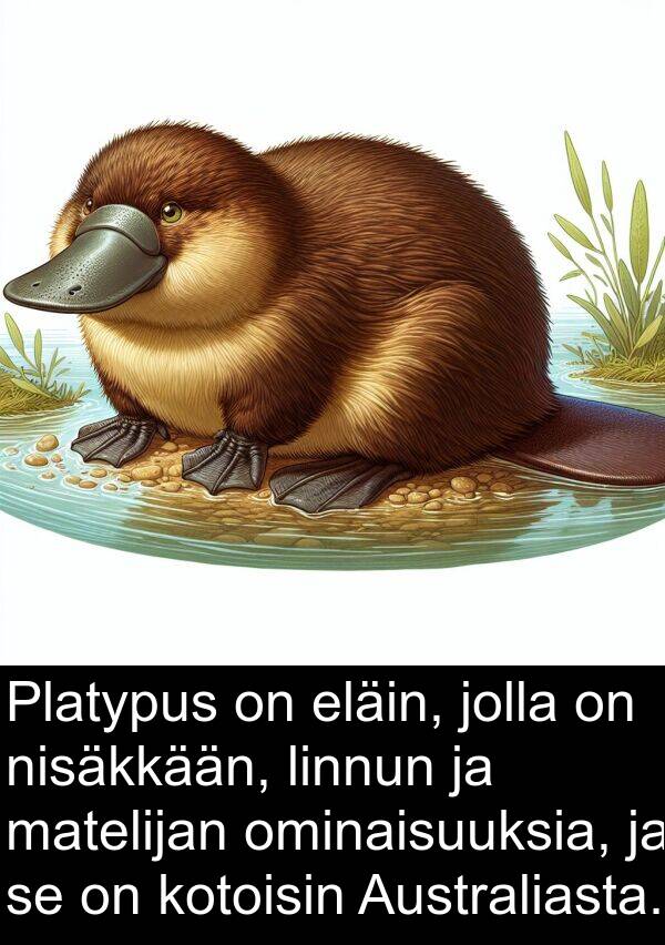 eläin: Platypus on eläin, jolla on nisäkkään, linnun ja matelijan ominaisuuksia, ja se on kotoisin Australiasta.