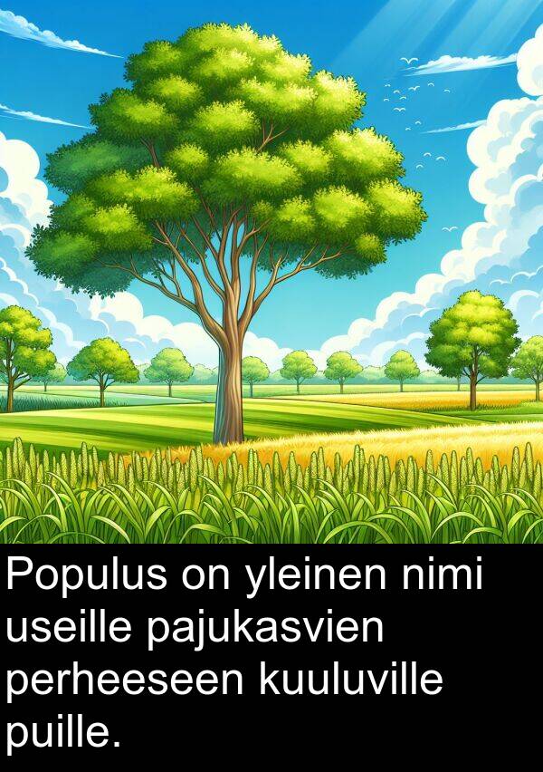 perheeseen: Populus on yleinen nimi useille pajukasvien perheeseen kuuluville puille.