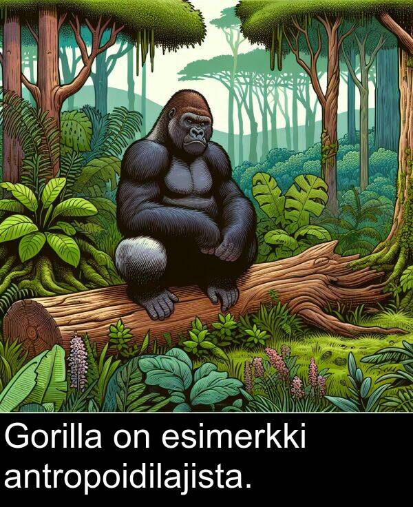 antropoidilajista: Gorilla on esimerkki antropoidilajista.