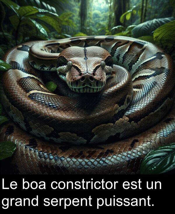 grand: Le boa constrictor est un grand serpent puissant.