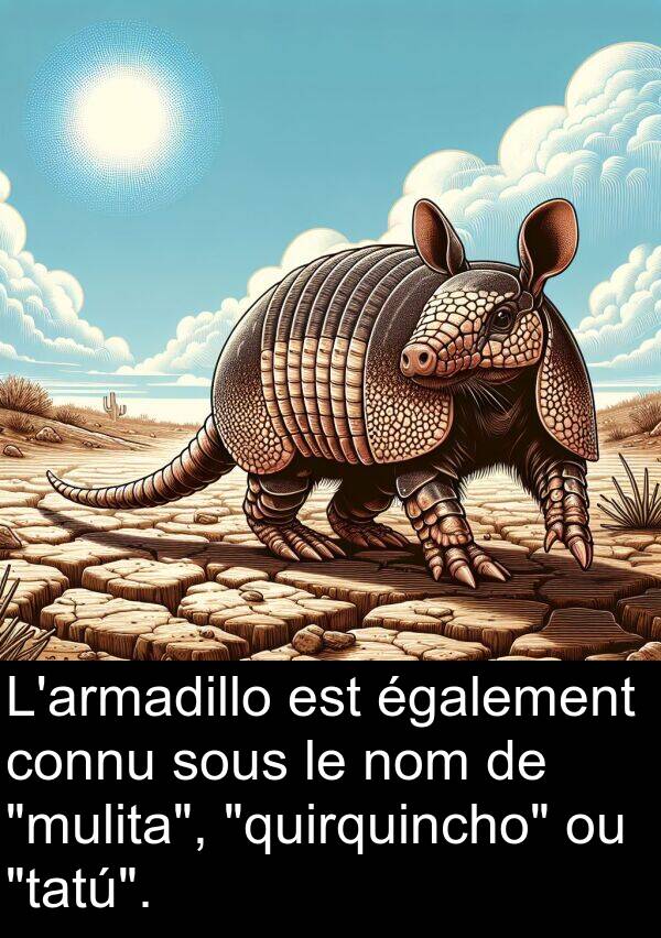 sous: L'armadillo est également connu sous le nom de "mulita", "quirquincho" ou "tatú".