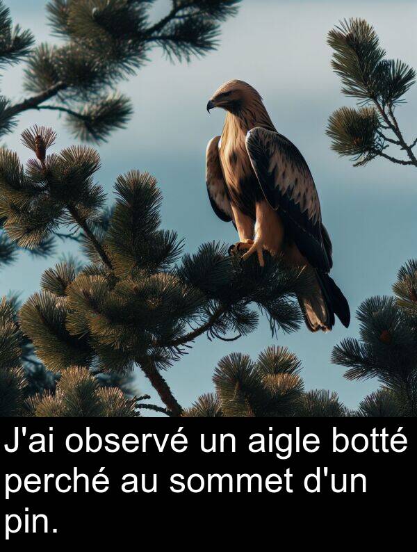 aigle: J'ai observé un aigle botté perché au sommet d'un pin.