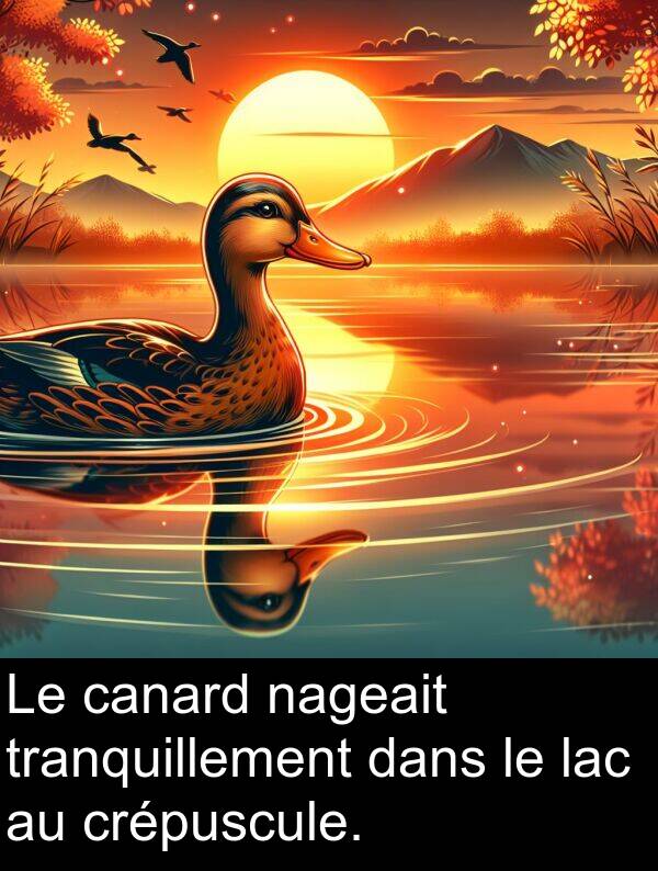 lac: Le canard nageait tranquillement dans le lac au crépuscule.