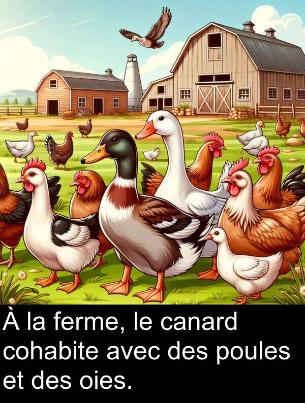 ferme: À la ferme, le canard cohabite avec des poules et des oies.