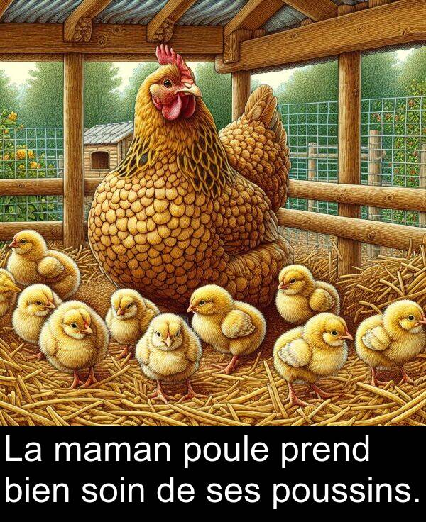 bien: La maman poule prend bien soin de ses poussins.