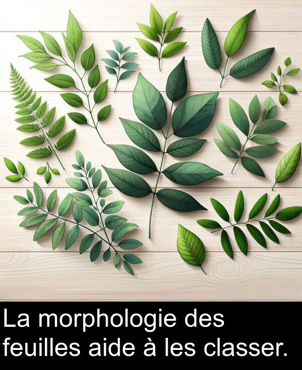 feuilles: La morphologie des feuilles aide à les classer.