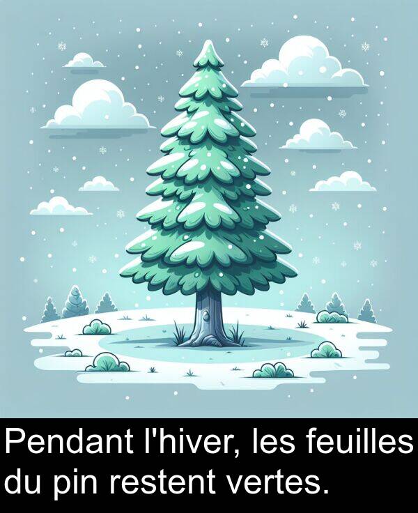 vertes: Pendant l'hiver, les feuilles du pin restent vertes.