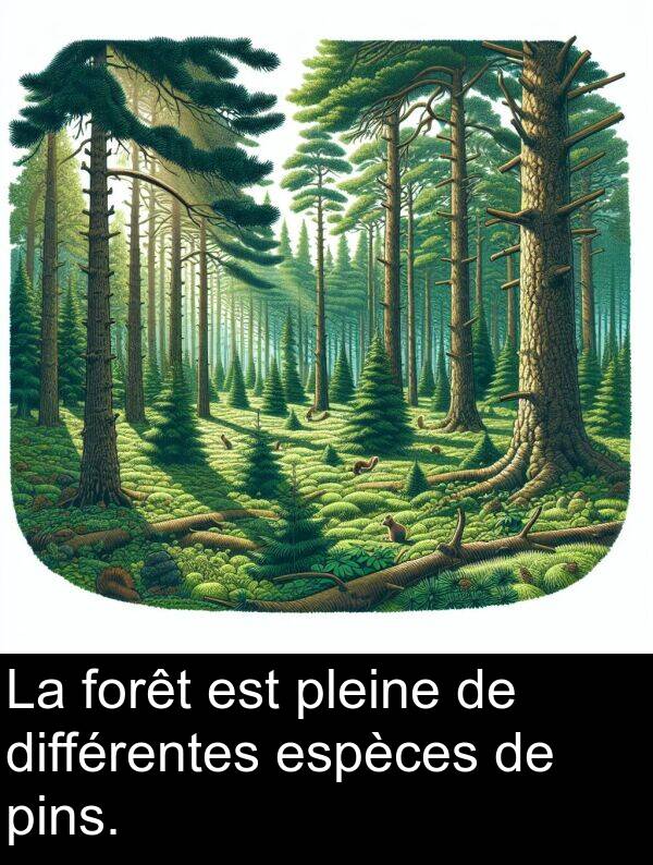 forêt: La forêt est pleine de différentes espèces de pins.