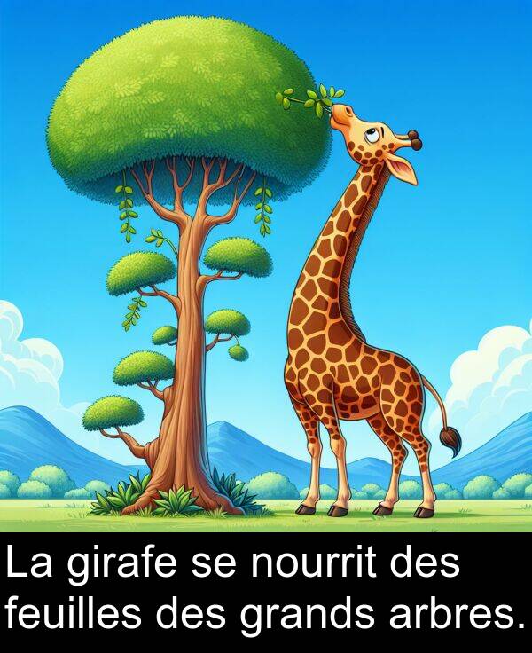 arbres: La girafe se nourrit des feuilles des grands arbres.