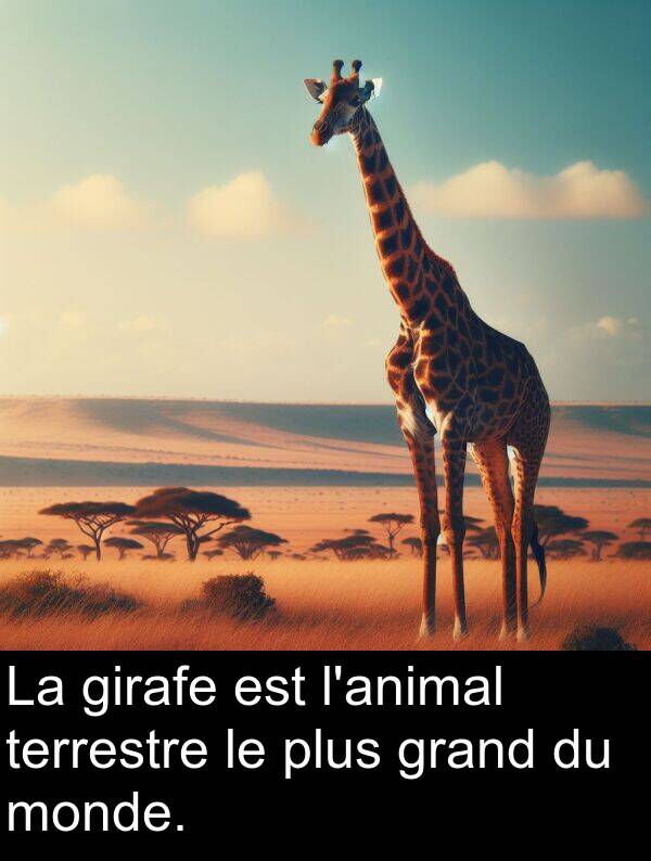 terrestre: La girafe est l'animal terrestre le plus grand du monde.