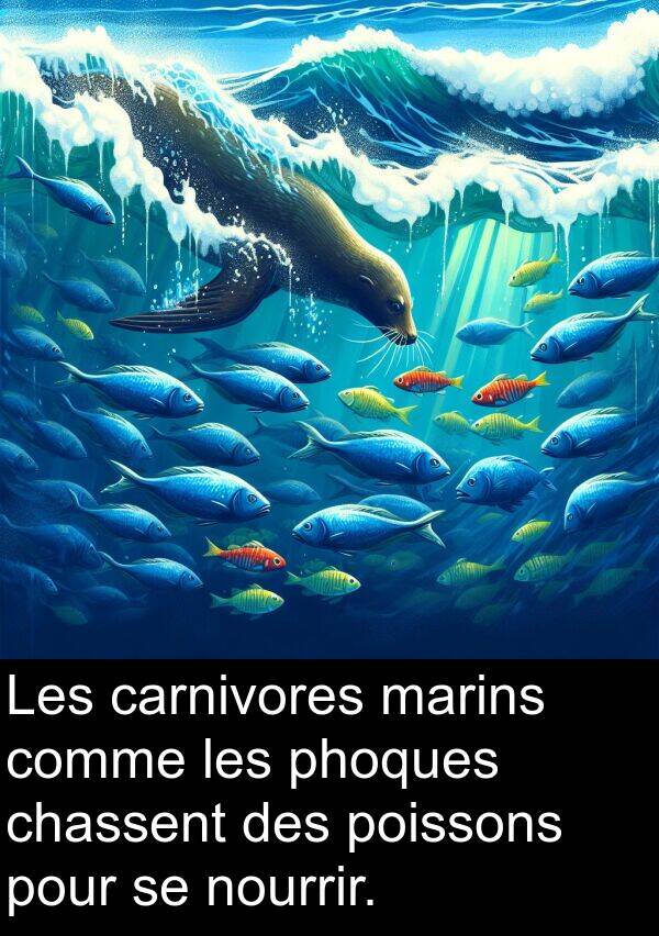 marins: Les carnivores marins comme les phoques chassent des poissons pour se nourrir.